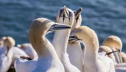 开云app-戴维·帕特森的攻守一体型打法，令袋鼠队在攻防两端展现实力，戴维森vs泰拳手