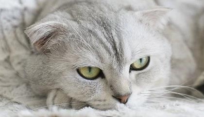 开云app-戴维·帕特森的攻守一体型打法，令袋鼠队在攻防两端展现实力，戴维森vs泰拳手