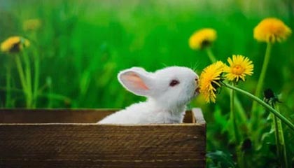 开云app-戴维·帕特森的攻守一体型打法，令袋鼠队在攻防两端展现实力，戴维森vs泰拳手