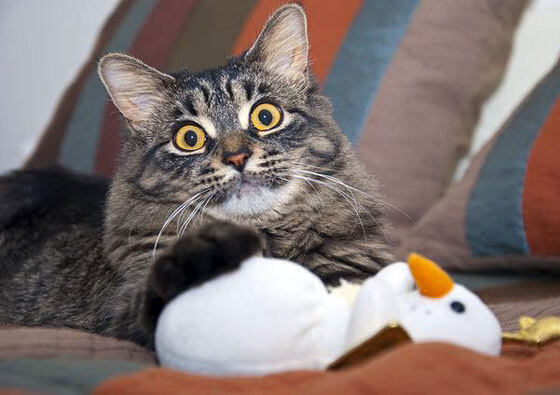 五大联赛新援适应速度是否与联赛节奏有关,新5大联赛