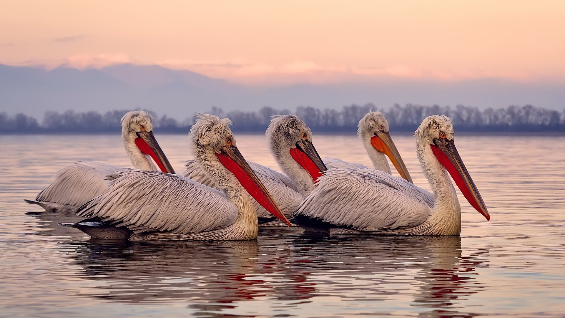 弗赖堡边路传中精准创造威胁球,弗赖堡首发