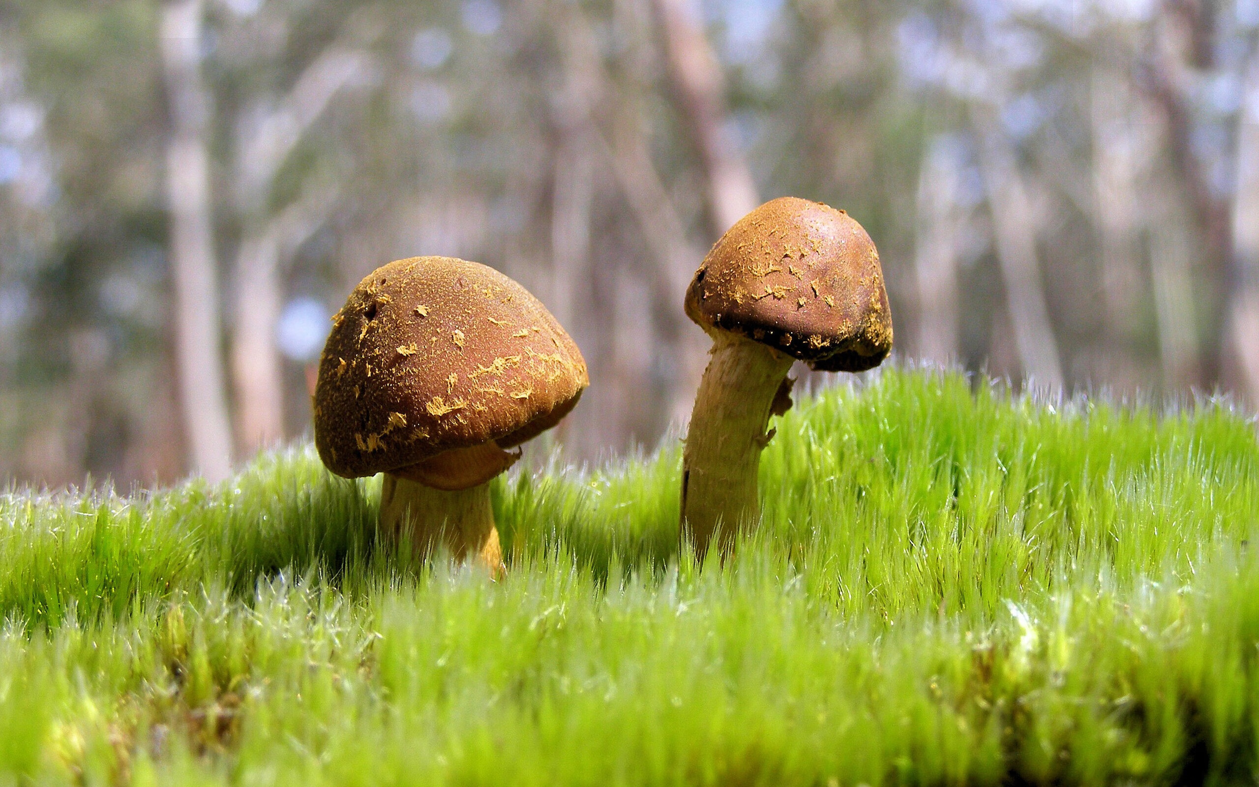 本菲卡边路进攻见效,博卡应对稍慢,本菲卡比赛视频