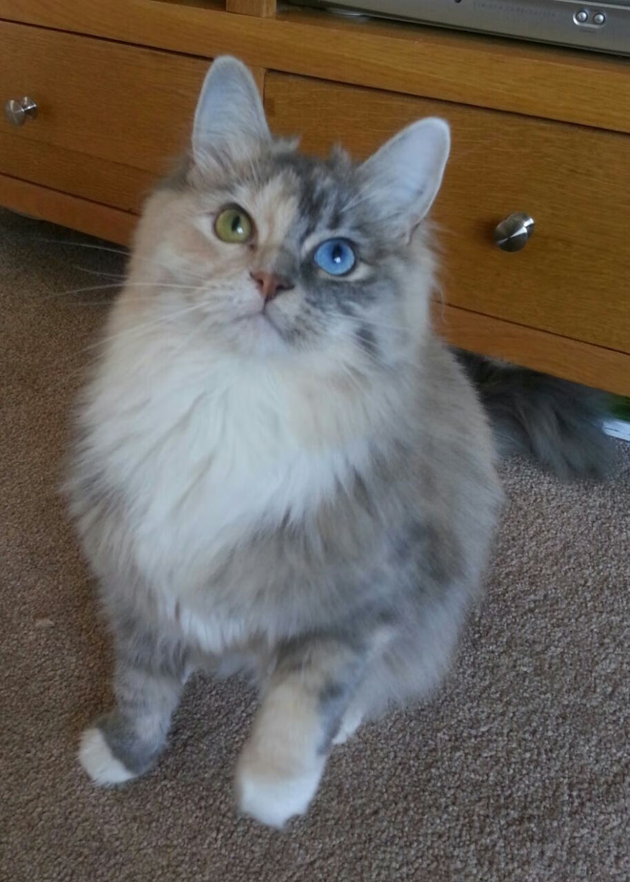 中国体育新闻中心新增赛事播报语音平台服务,中国体育新闻最新消息