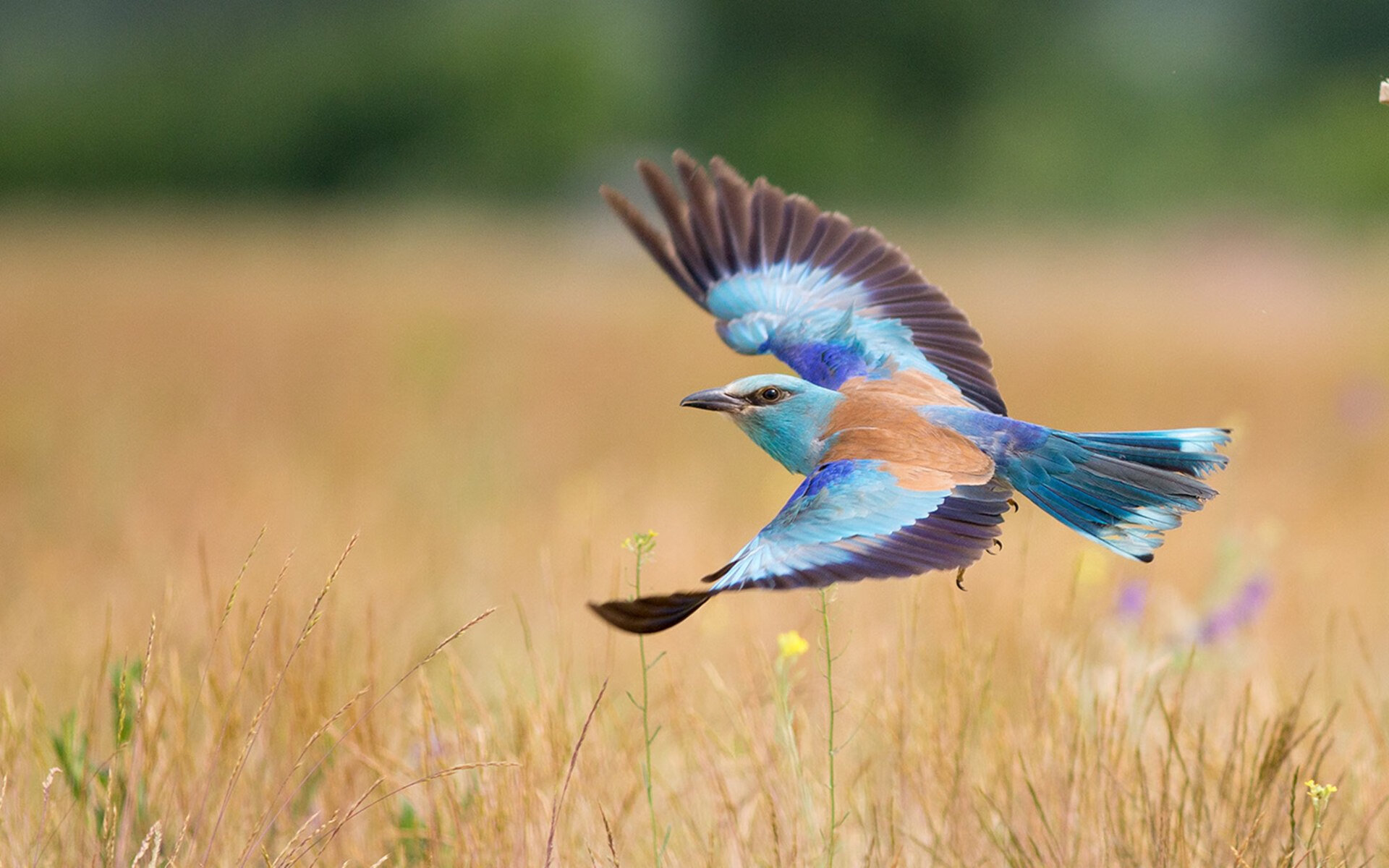 冠军队教练获国际荣誉称号,执教理念获业界认可,教练冠军数排名