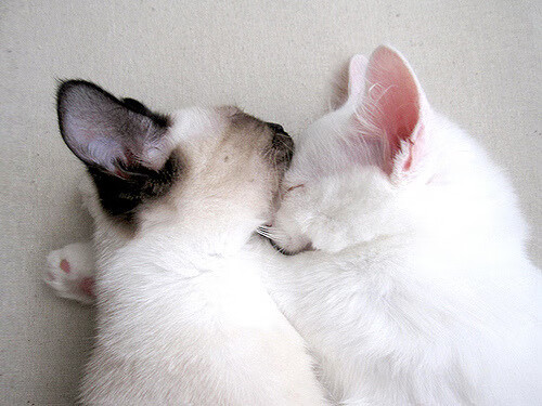 跳水高分频出突尼斯受到关注，最强跳水视频