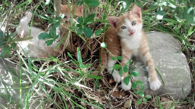 开云体育-黄蜂加强防守站位有效限制对手突破，黄蜂战术是什么